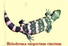 suspectum-cinctsmall02