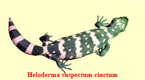 suspectum-cinctsmall0302